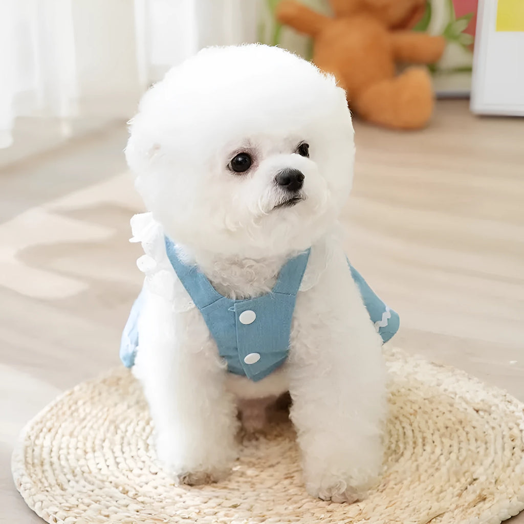 Bondi Blue dog skirt with strawberry and denim print on a small dog model.