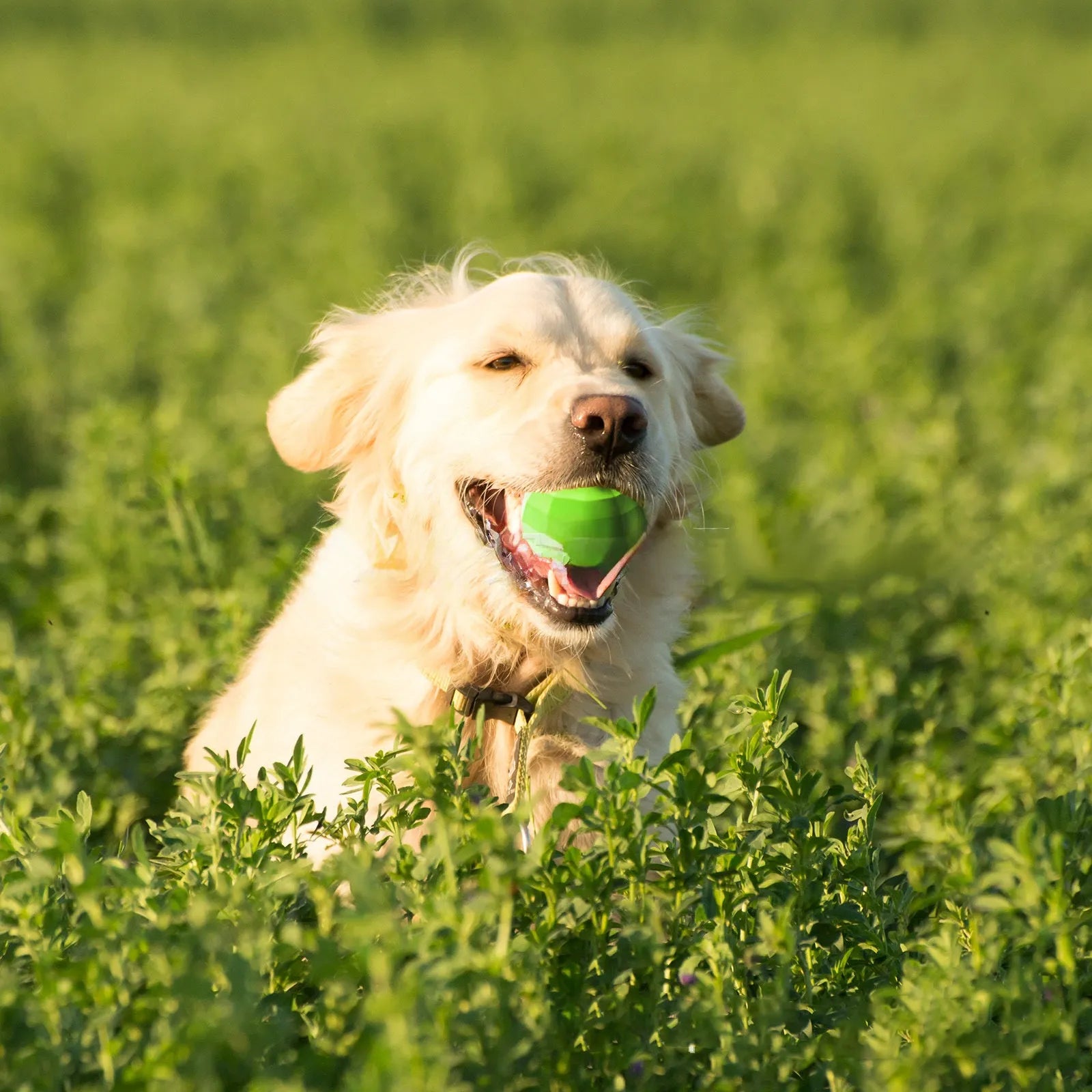 Green natural rubber dog squeaky chew toy with textured surface for aggressive chewers
