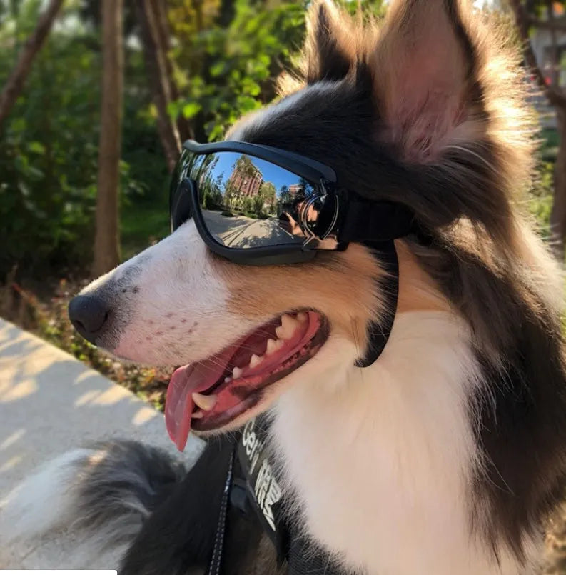 Black dog goggles with PC lens and PVC frame, one size for large dogs, waterproof and windproof.