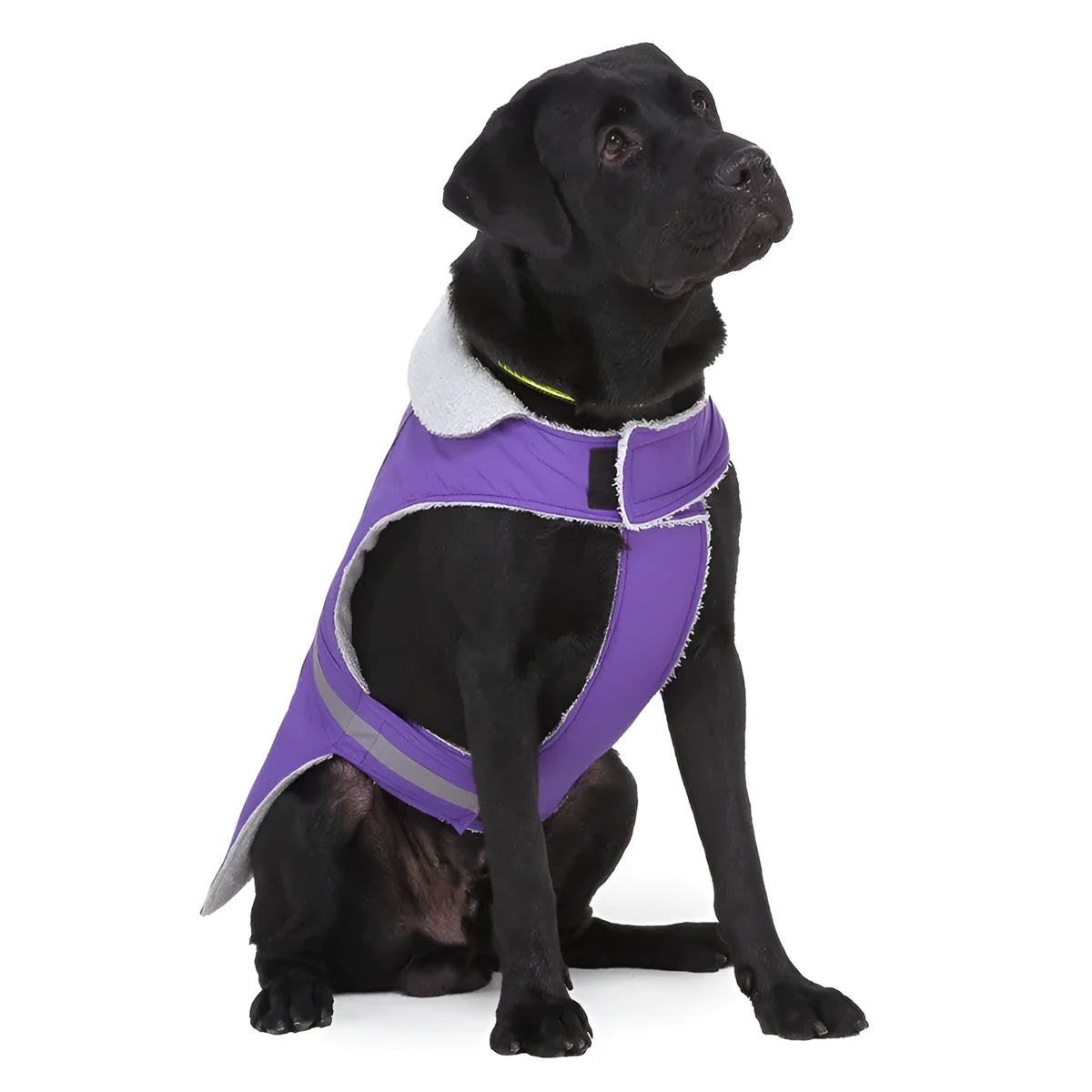 Reflective dog coat in pink or purple, polyester, sizes S to XXL for winter night walks