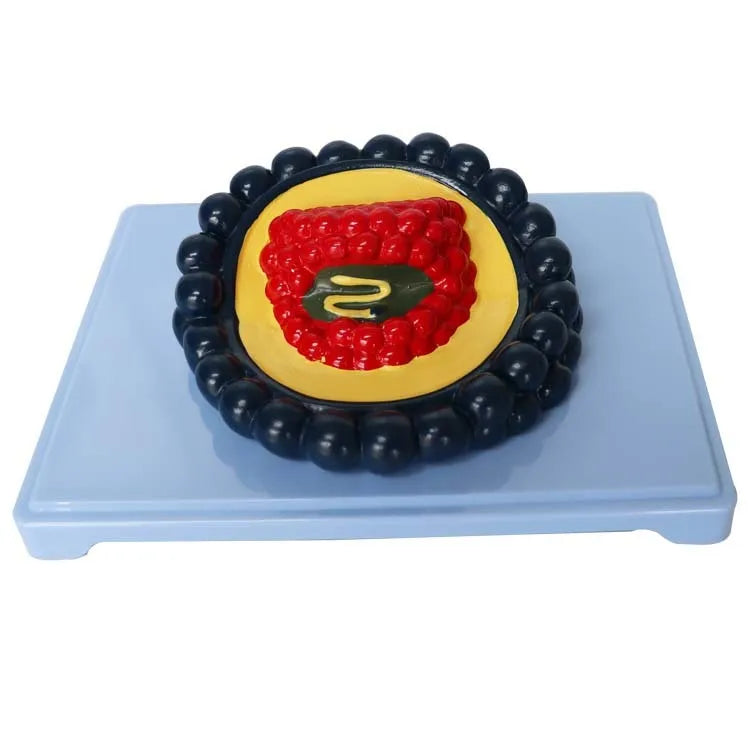 Black PVC virus biological model for medical education, 20cm long.