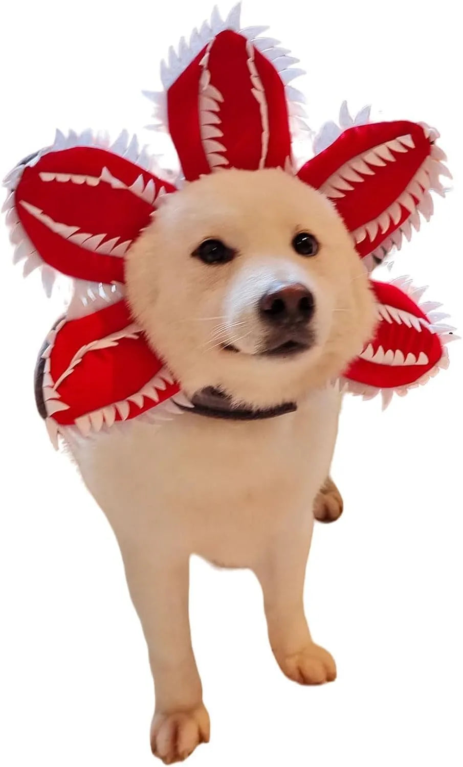 Dog wearing green and red Halloween chomper costume with demon hat headband and colourful flowers