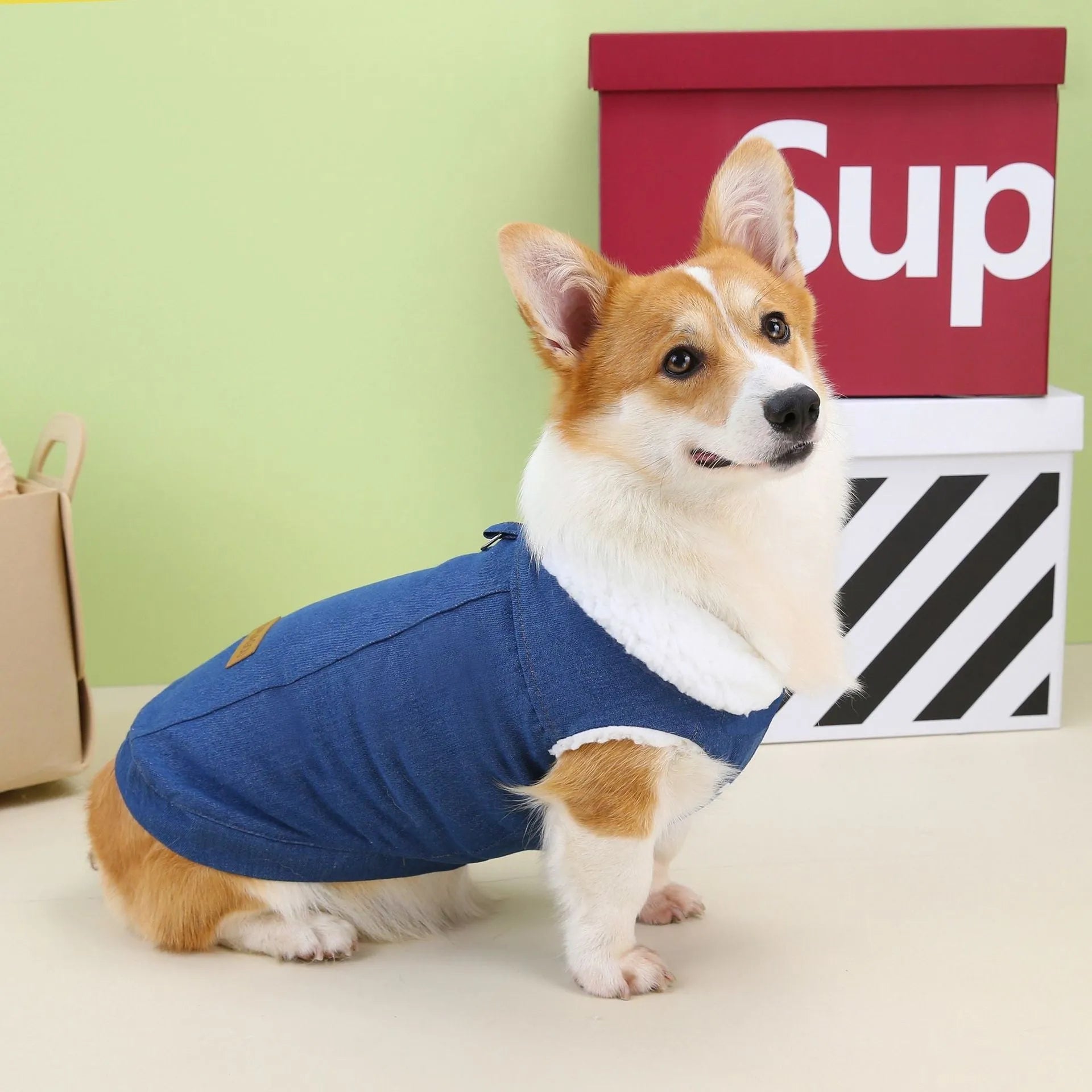 Corgi dog wearing dark blue denim cotton coat with button closure