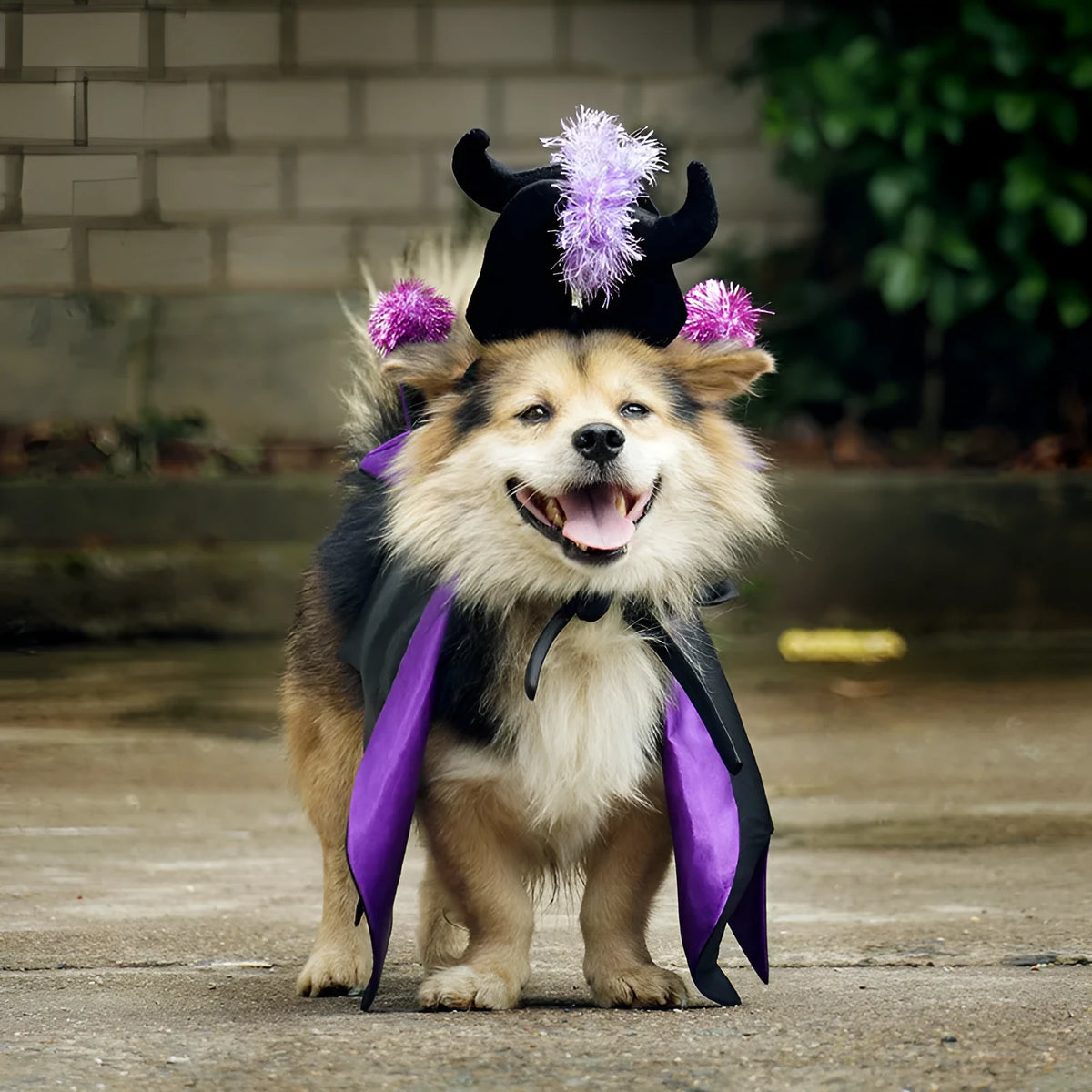 Halloween pet costume with bat cloak and cape hat, polyester, average size, for cats and dogs