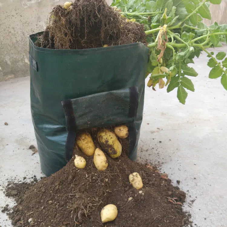 Dark green PE garden planting bag with side windows and double handles on a balcony