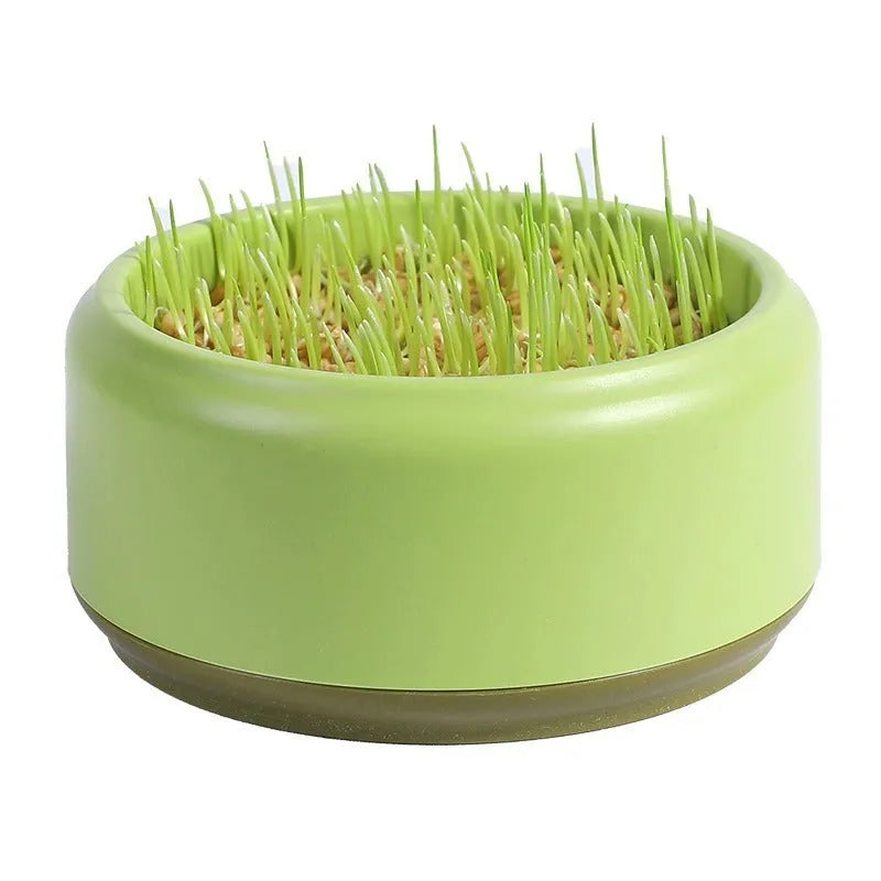 Blue, green, and yellow plastic hydroponic cups for growing soilless cat grass with seed packets.