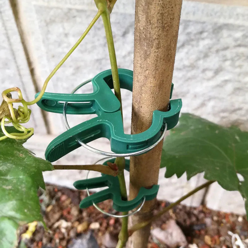 Green plant fixing clips for supporting tomatoes cucumbers and climbing vines