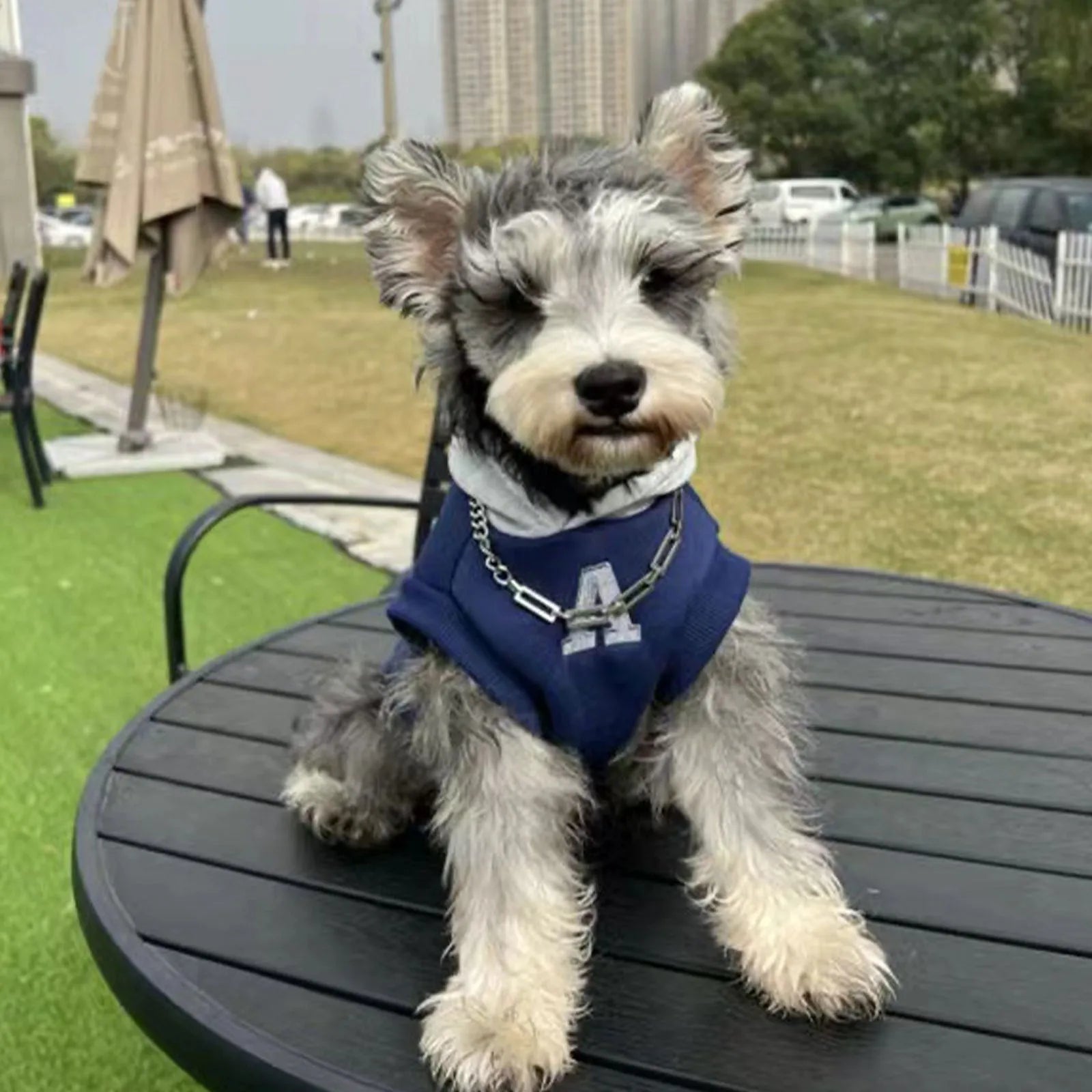 Blue and grey white slim-fit pet hoodie with reflective letters for dogs and cats