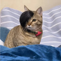 Black fox-style pet wig with imitation braid for cats on a white background.