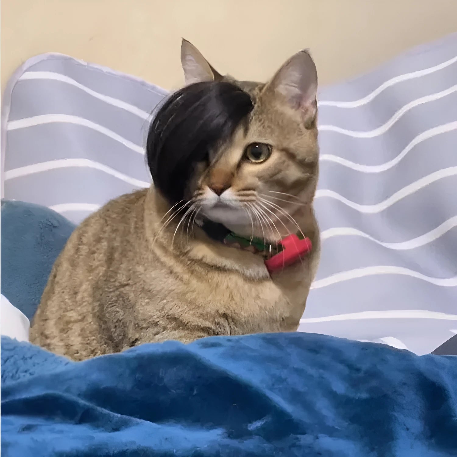 Black fox-style pet wig with imitation braid for cats on a white background.