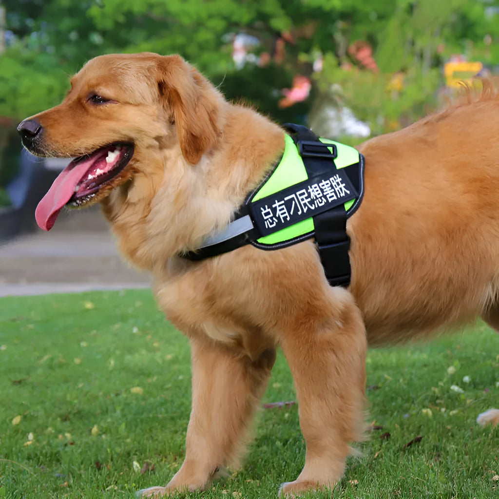 Fashion Simple Pet Leash Chest Strap Set in Black with adjustable sizing from XS to XXL for dogs