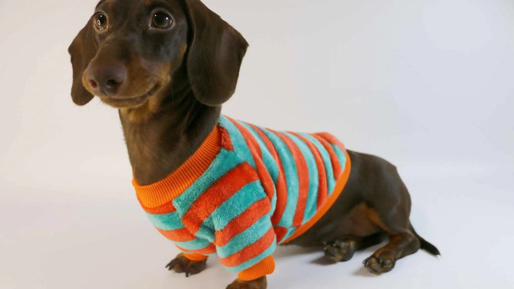 Striped round neck sweatshirt for dogs and cats in orange-red and white colour pattern