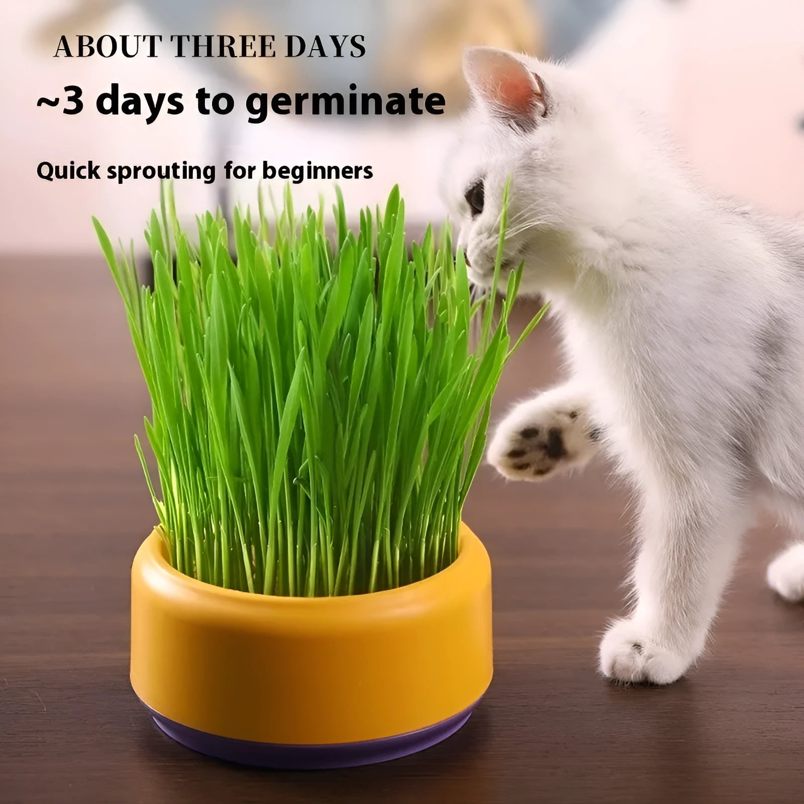 Blue, green, and yellow hydroponic cat grass pots with seeds for soilless indoor growing.