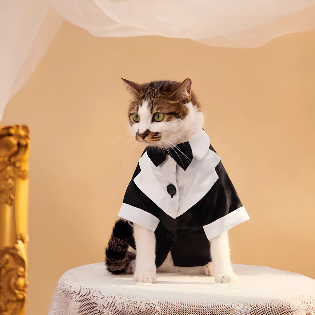 Chinese-style four-legged polyester wedding suit for a dog or cat in black.