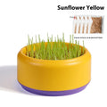 Blue, green, and yellow hydroponic cat grass pots with seeds for soilless indoor growing.
