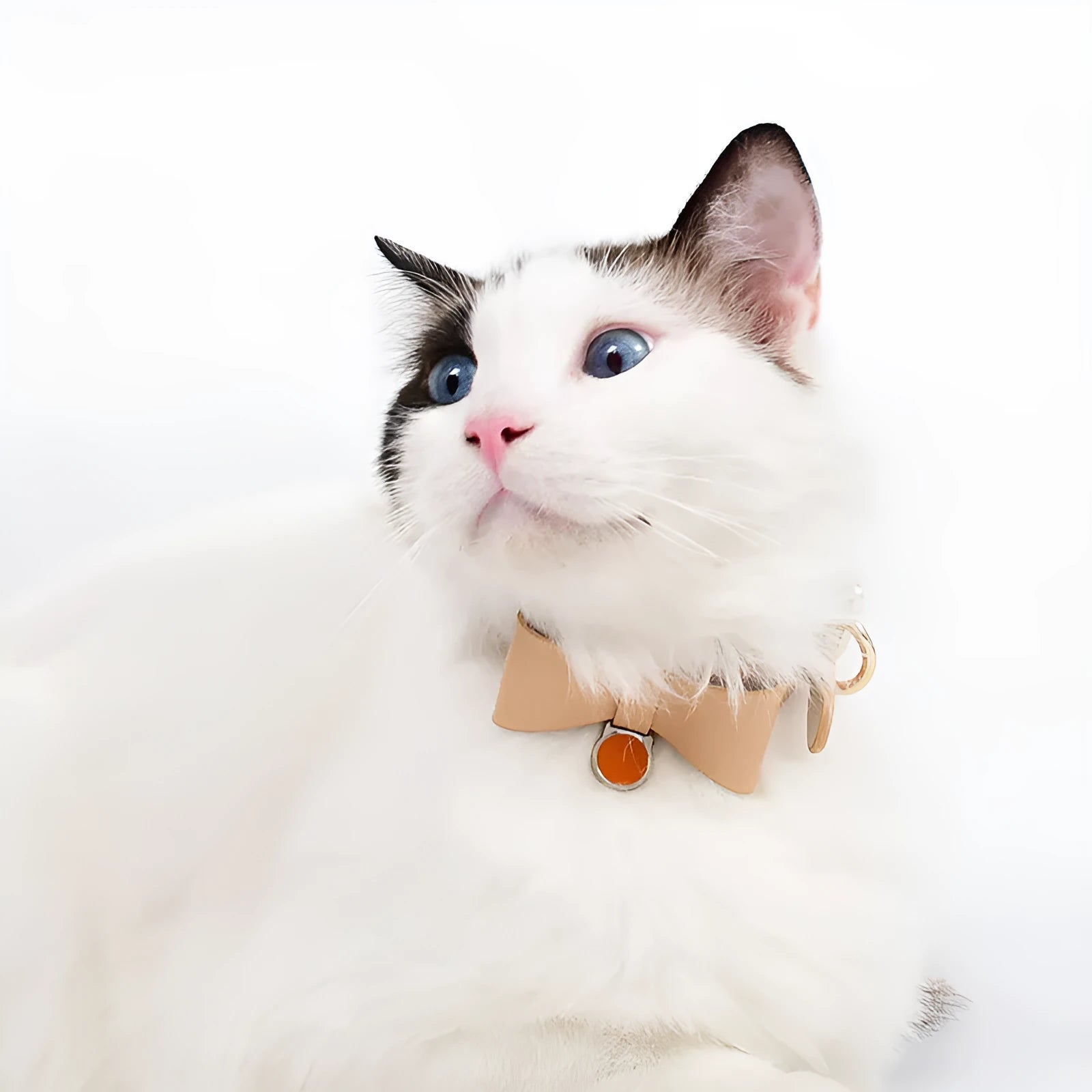 Brown leather cat collar with buckle, shown alongside other colour options: black, apricot, pink, blue, and green.
