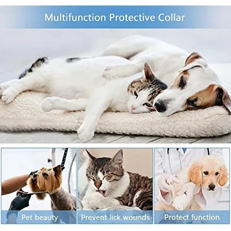 Blue inflatable dog recovery collar with adjustable strap, shown on a model for size.