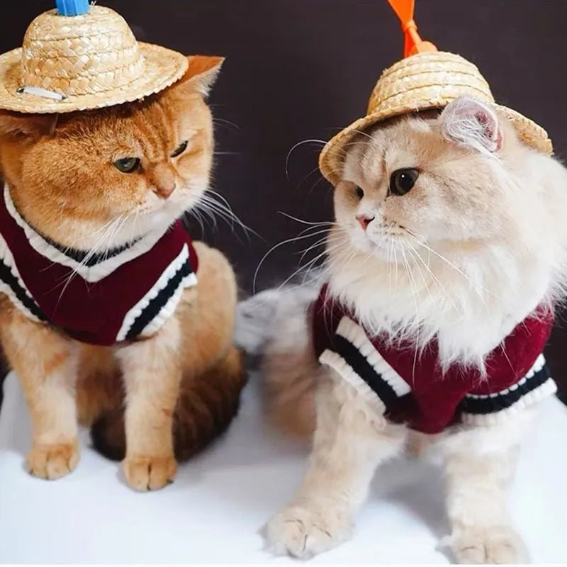 British Shorthair style cat winter clothes in blue duck colour showing gradual layer college design