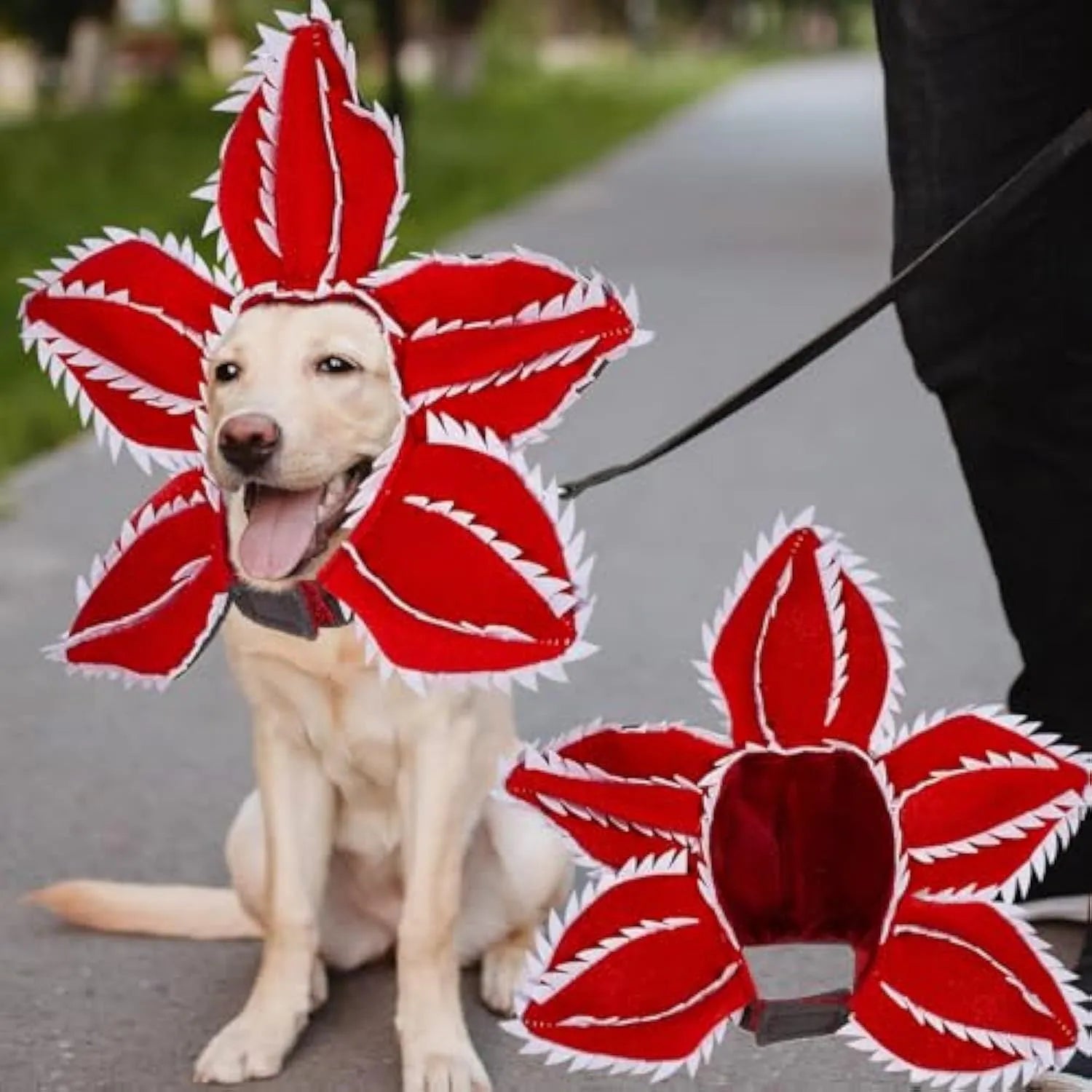 Dog wearing green and red Halloween chomper costume with demon hat headband and colourful flowers