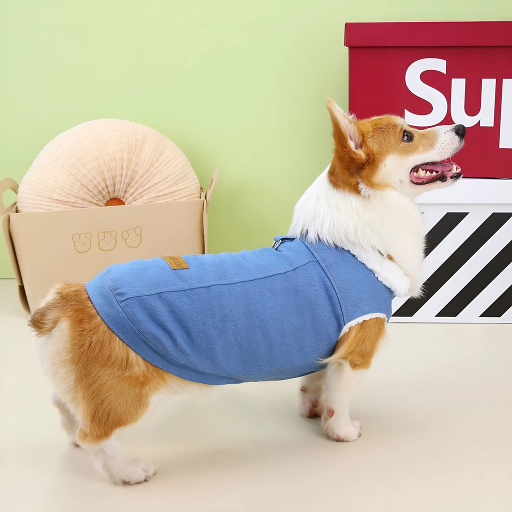 Corgi dog wearing dark blue denim cotton coat with button closure