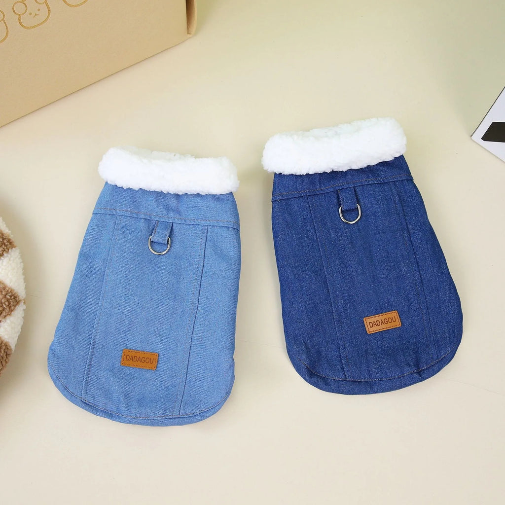 Corgi dog wearing dark blue denim cotton coat with button closure