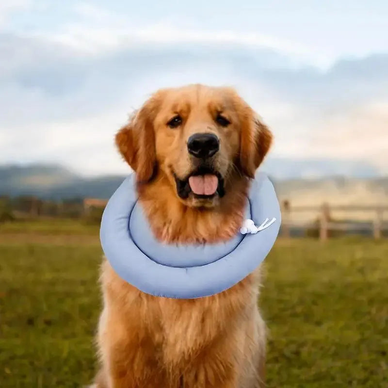 Blue adjustable Elizabethan recovery collar for a dog, showing the spring buckle and padded interior.