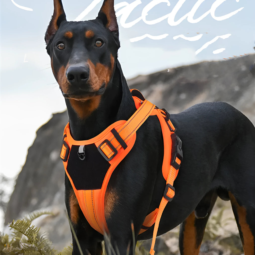 Polyester dog harness with hand holding rope in black, size medium, for anti breaking loose walking