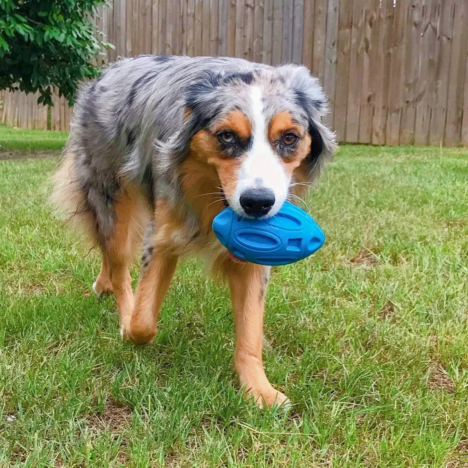 Blue, green, and orange squeaky rubber dog ball with surface grooves for aggressive chewers