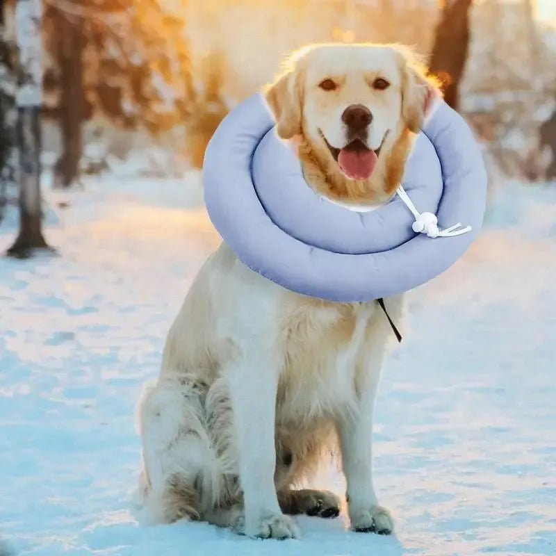 Blue adjustable Elizabethan recovery collar for a dog, showing the spring buckle and padded interior.