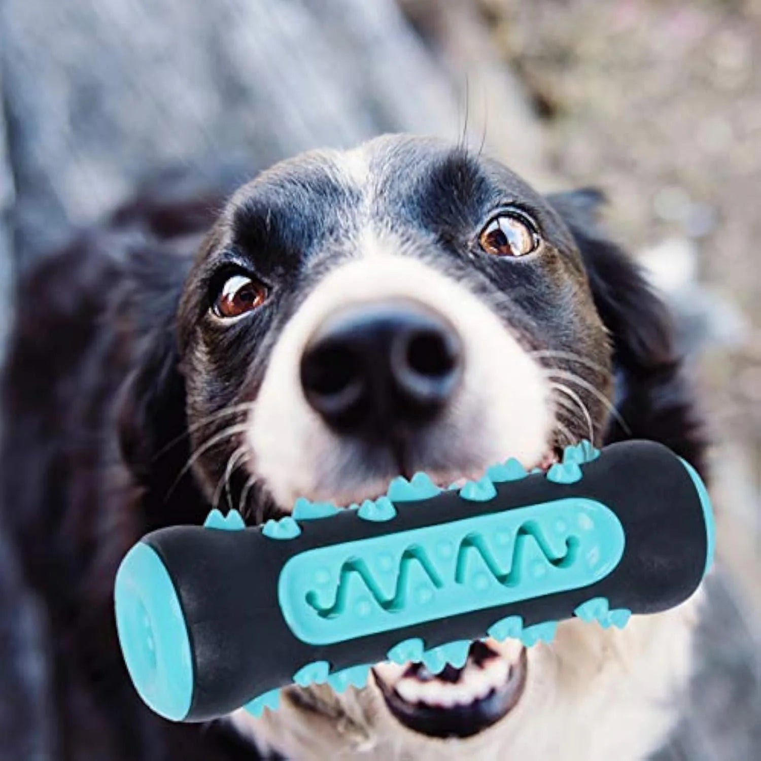 Natural rubber dog dental chew toy with cleaning nubs in blue, green, yellow, and black blue.