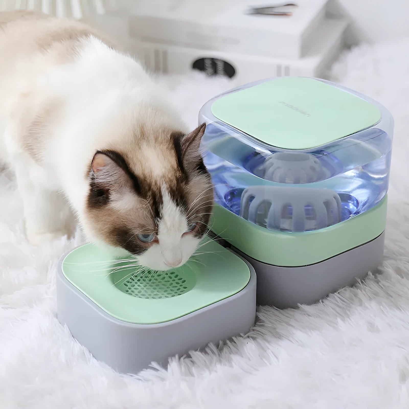 Removable and washable PP pet food utensils set with automatic feeder and water bowl in blue and pink