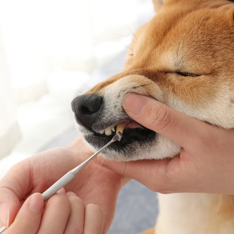White Pet Beauty Pen stainless steel tool for cleaning pet teeth and removing calculus and tartar