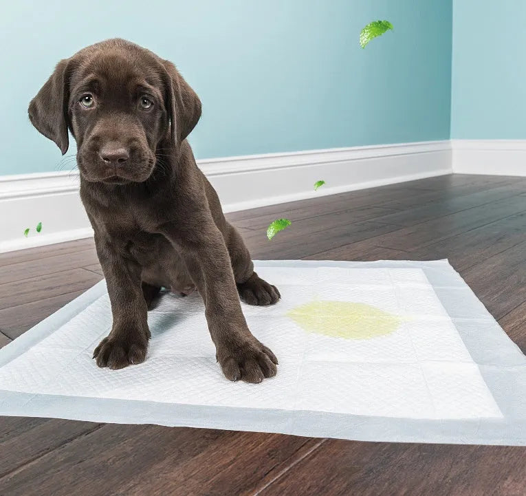 Blue disposable thickened pet diaper 60x60cm L size absorbent pad for dogs cats indoor use