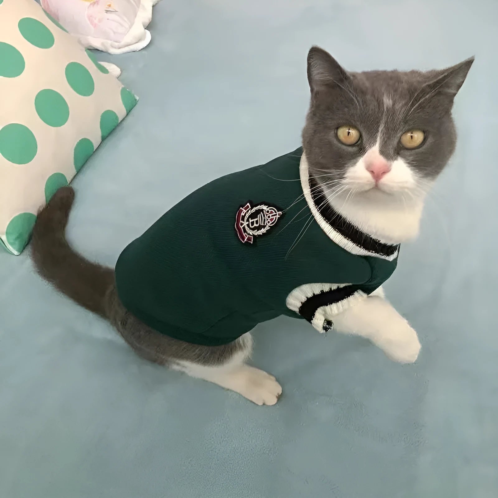 British Shorthair style cat winter clothes in blue duck colour showing gradual layer college design