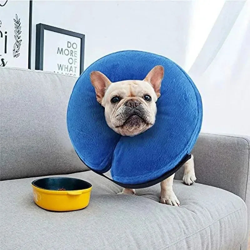 Blue inflatable dog recovery collar with adjustable strap, shown on a model for size.