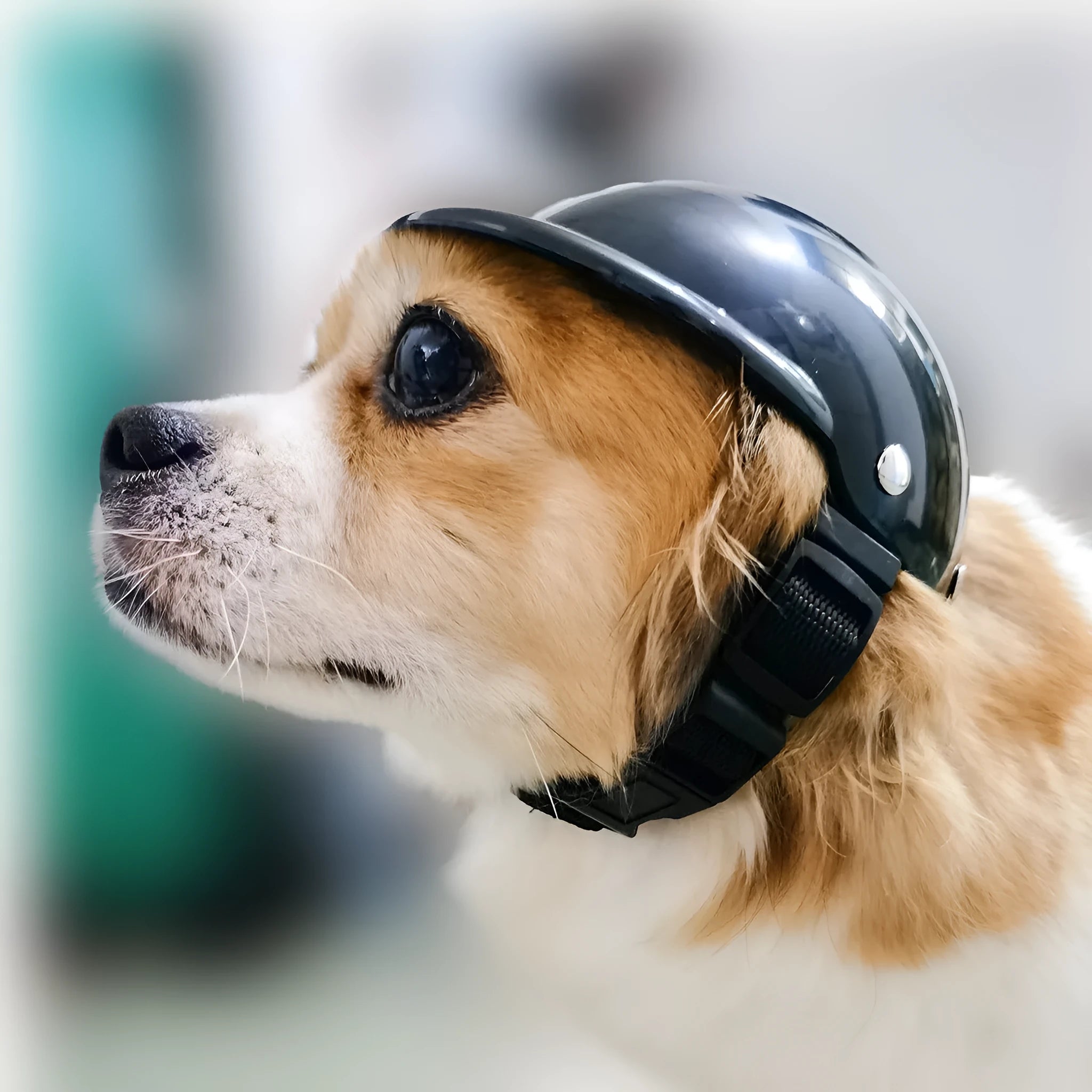 Black pet motorcycle helmet with adjustable strap for dogs and cats on white background