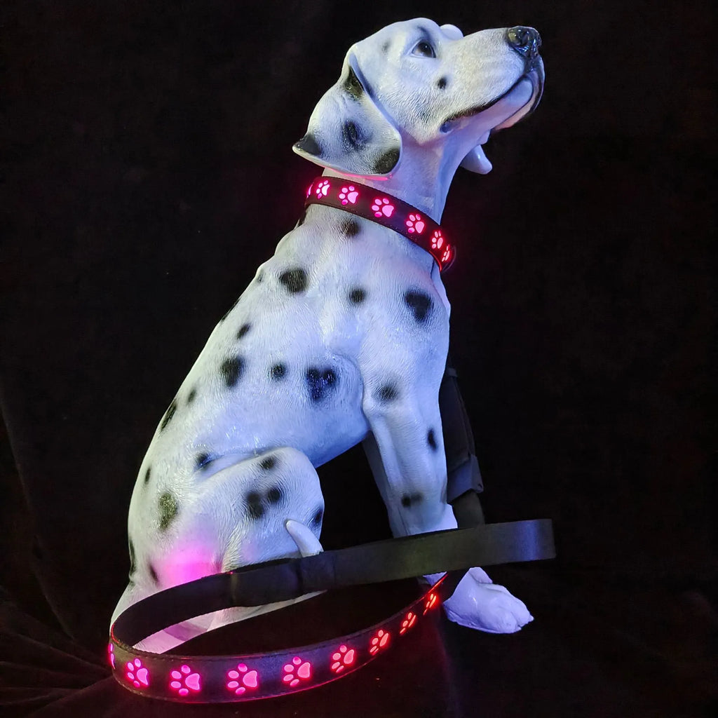 A dog wearing a black polyester LED collar with a glowing multi-colour light and a paw print pattern.