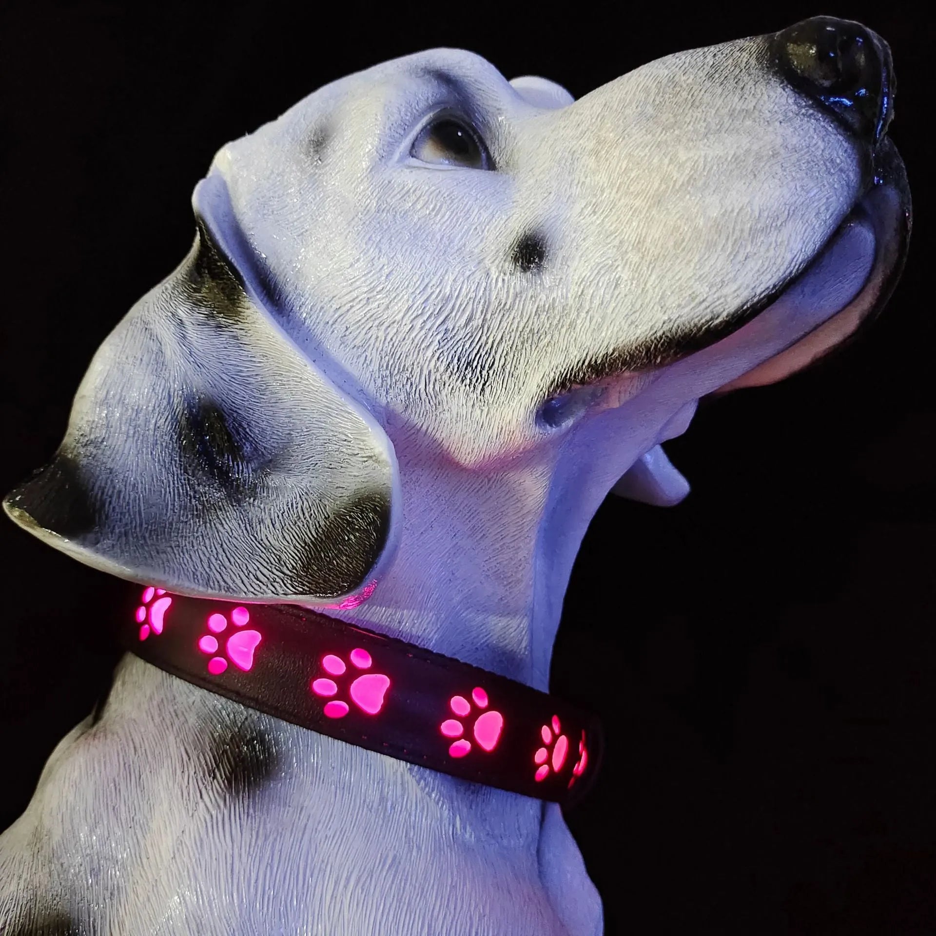A dog wearing a black polyester LED collar with a glowing multi-colour light and a paw print pattern.