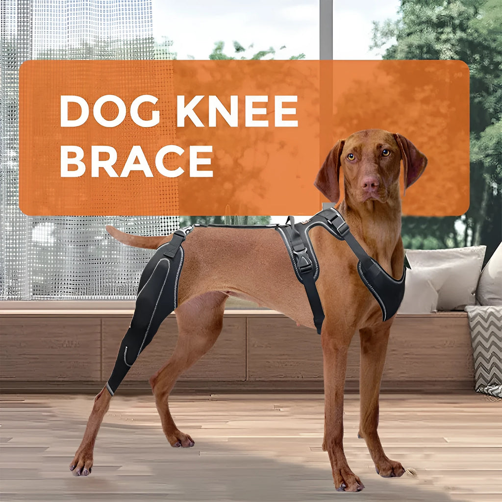 Black polyester dog thigh protective sleeve with adjustable metal support for postoperative care