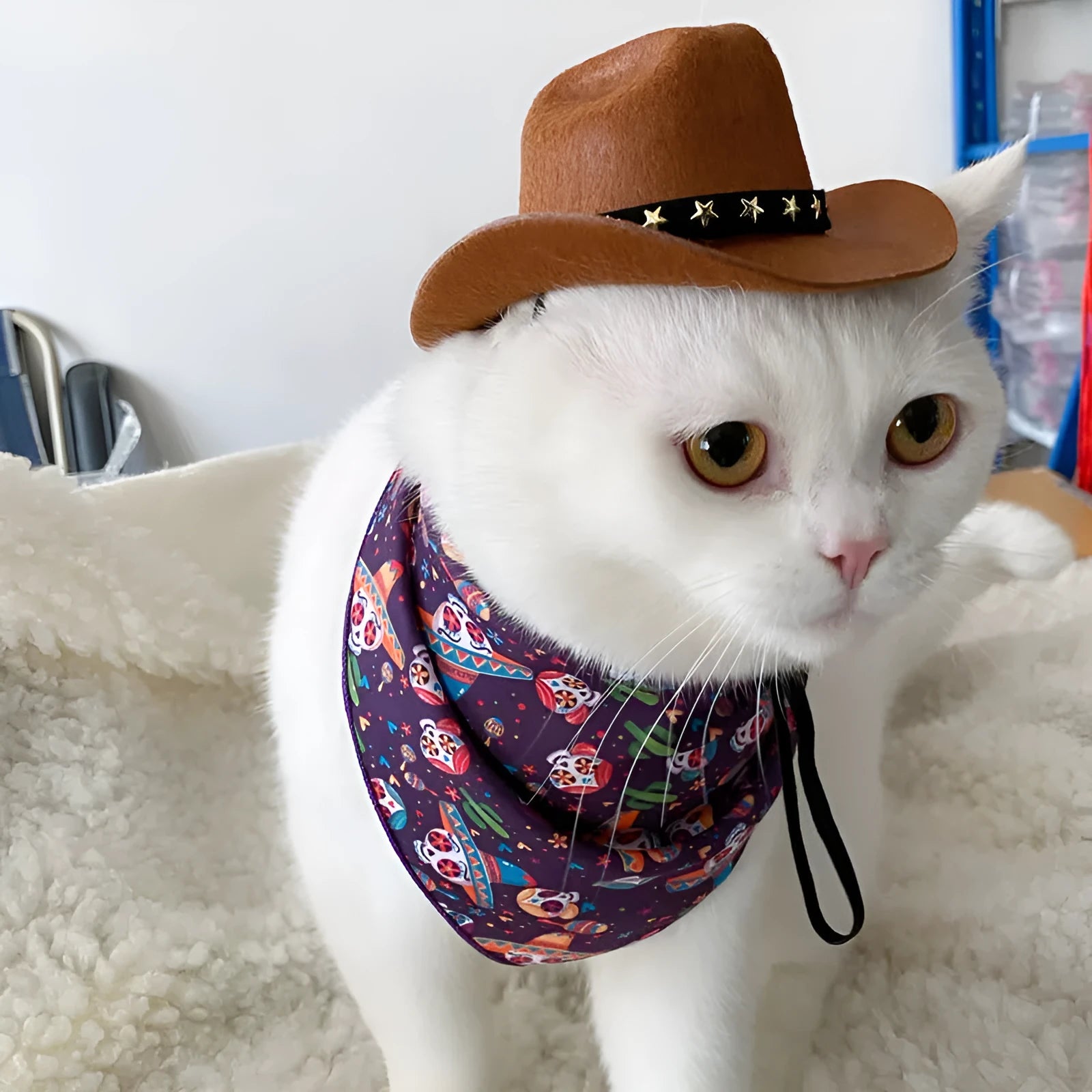 British-style brown cat cowboy hat with decorative trim on a feline model