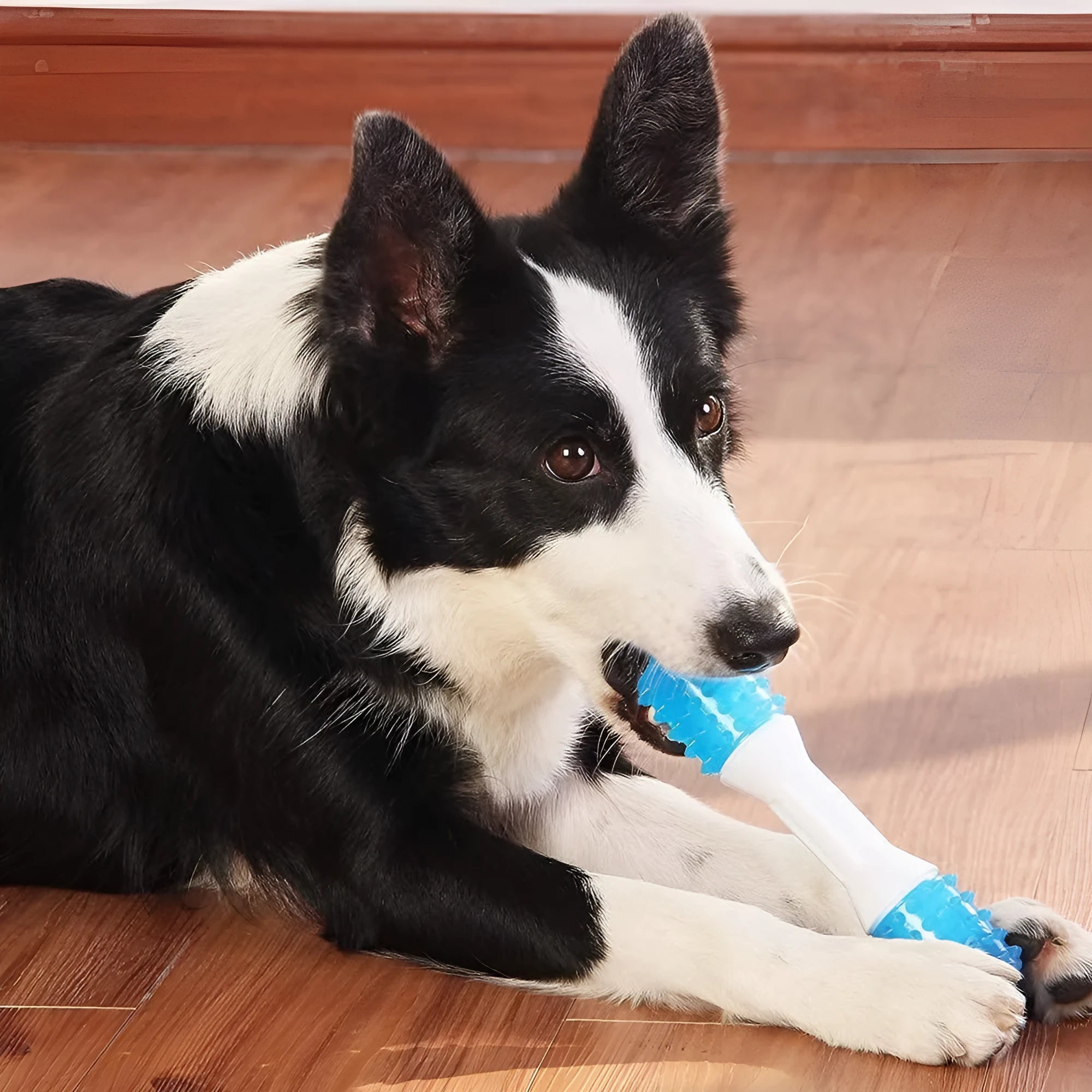 Dual-colour aqua bone puppy teething chew toy made from PU rubber and TPR for dogs 2-8 months old.