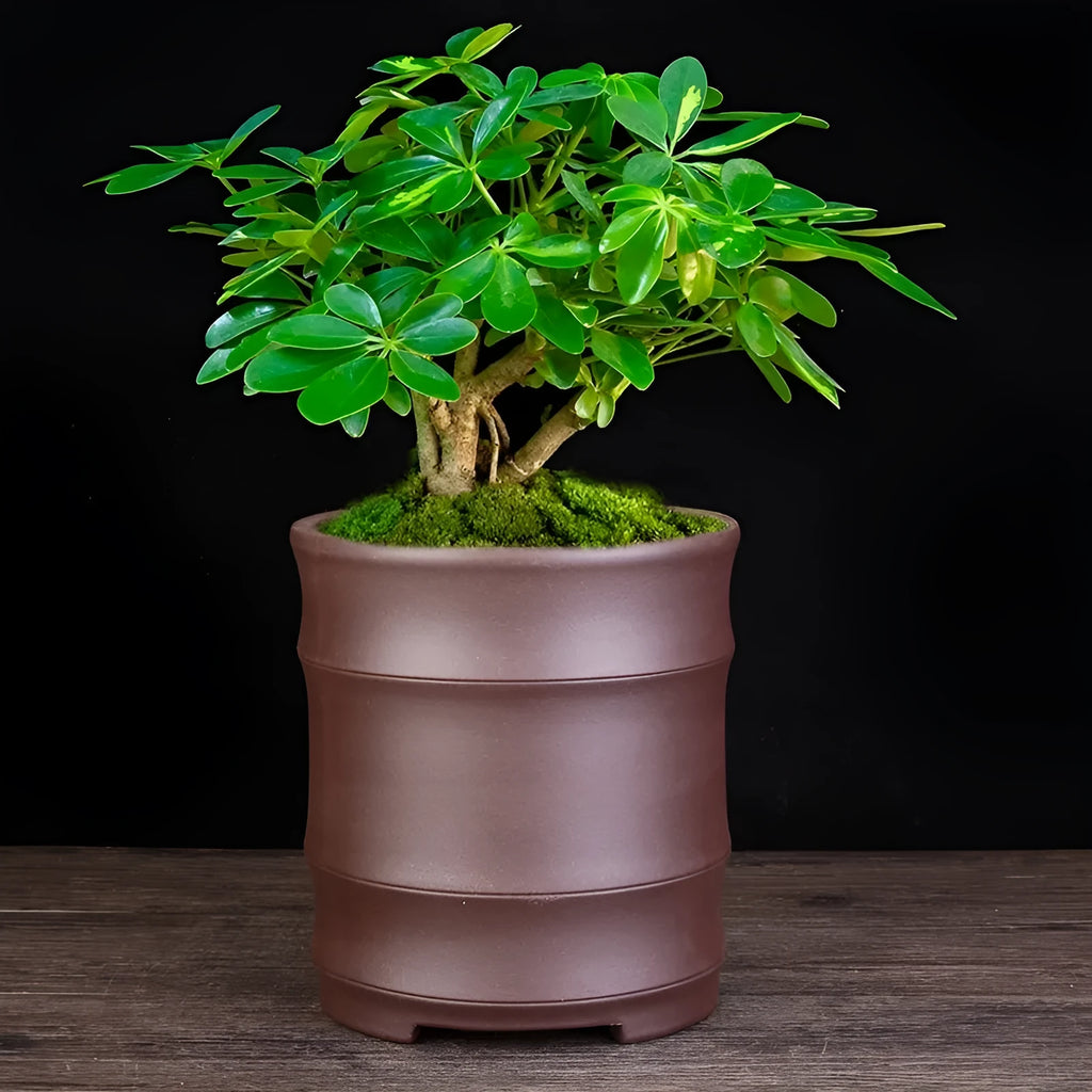 Fine Zisha flowerpot large diameter bamboo joint black purple sand clay with pallet