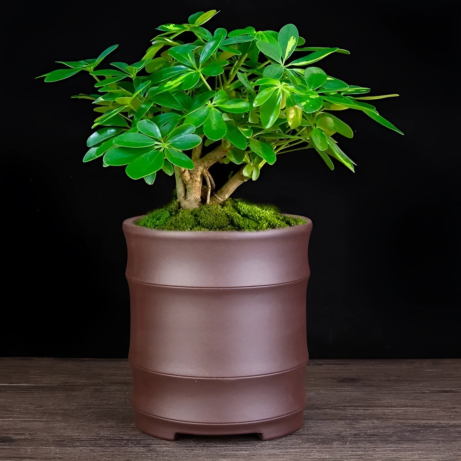 Fine Zisha flowerpot large diameter bamboo joint black purple sand clay with pallet