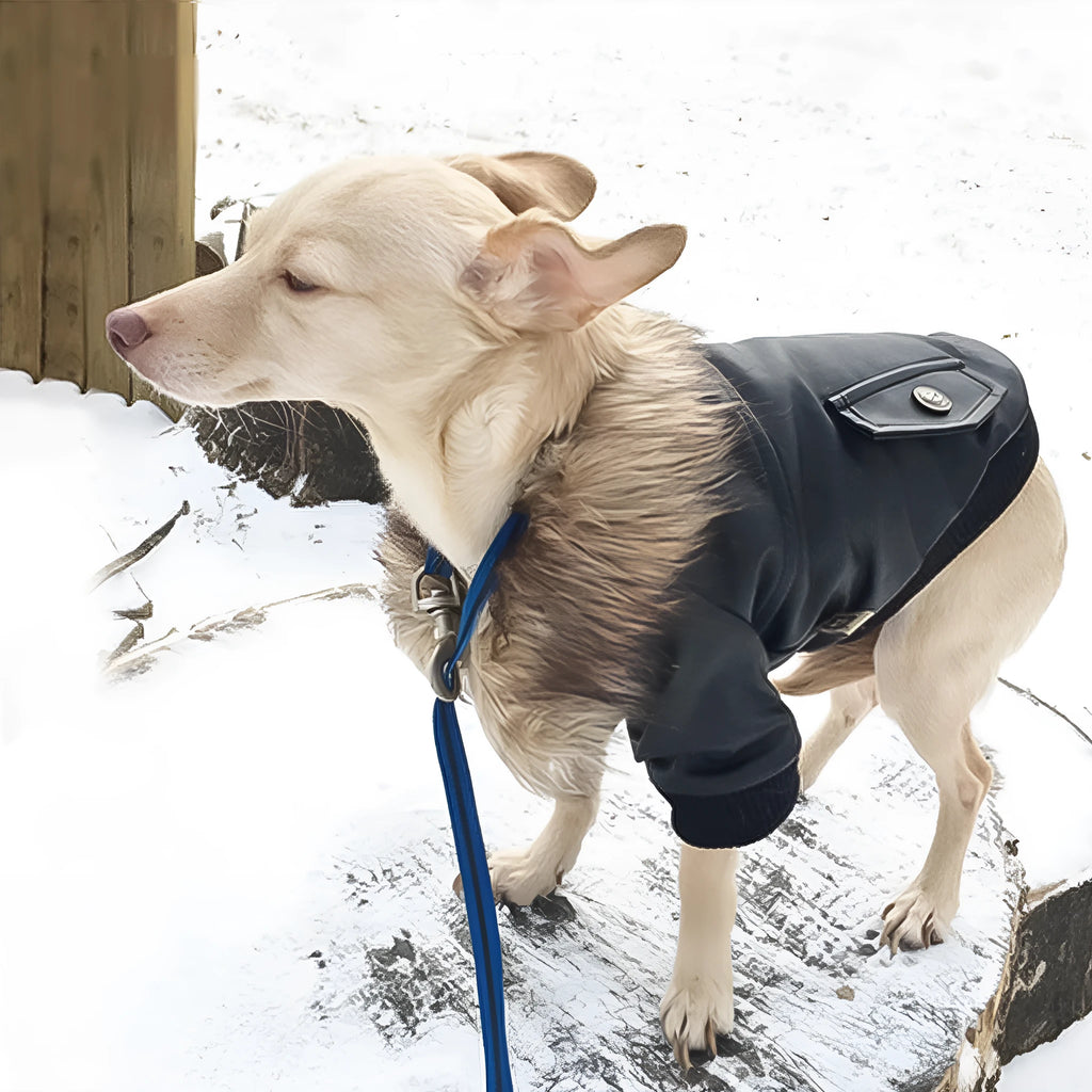 Black leather dog coat with a fur-trimmed collar on a dog, showing British style.