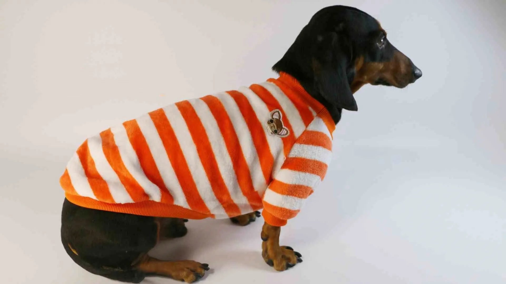 Striped round neck sweatshirt for dogs and cats in orange-red and white colour pattern