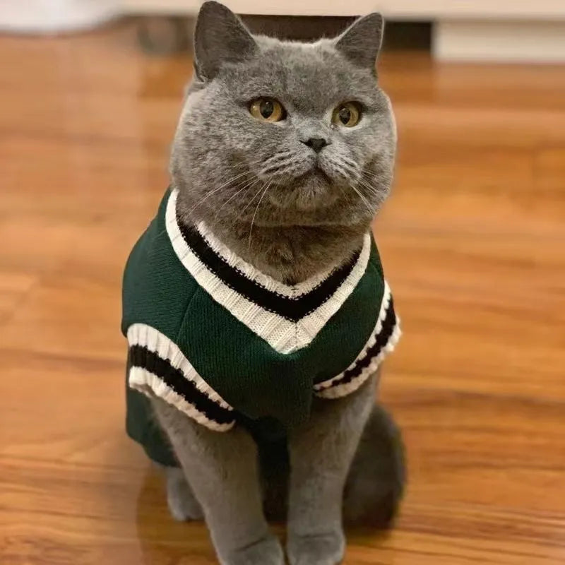 British Shorthair style cat winter clothes in blue duck colour showing gradual layer college design