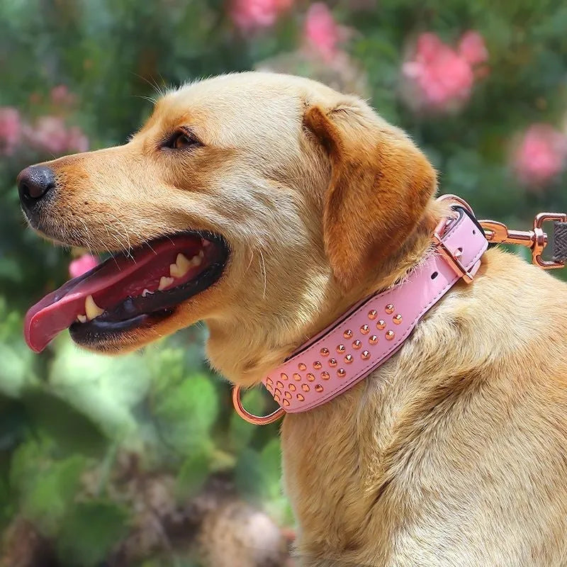 Leather dog collar with anti-bite rivets and a metal D-ring in black colour