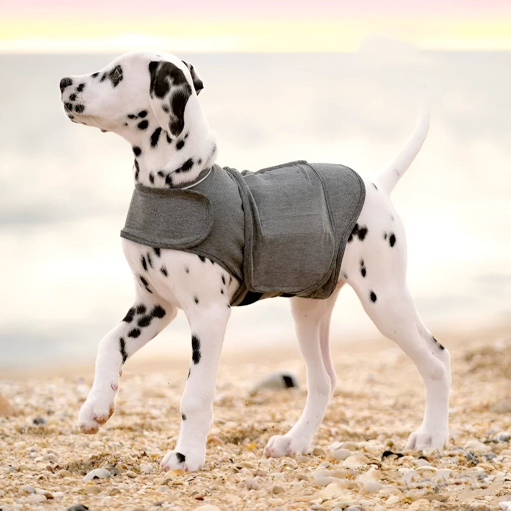 Heather grey dog anxiety jacket made from soft brocade cotton fabric on a medium-sized dog.