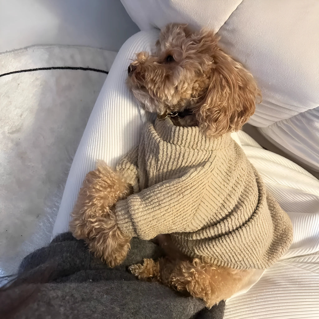 Brown cloth pullover sweater on a small dog, showing casual design and comfortable fit.