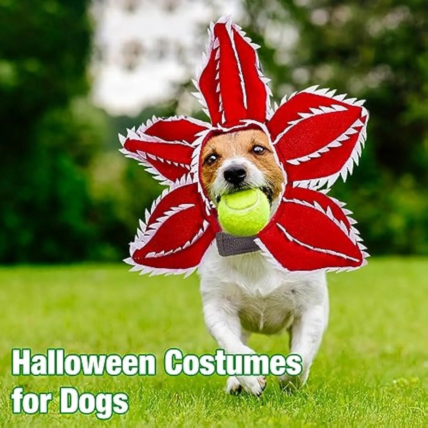 Dog wearing green and red Halloween chomper costume with demon hat headband and colourful flowers